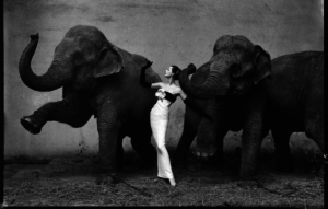 Dovima with elephants 